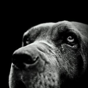 Meet your Posher, Vjr